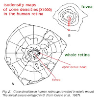 Curcio, C.A., Sloan, K.R. Jr, Packer, O., Hendrickson, A.E. & Kalina, R.E. (1987). Distribution of cones in human and monkey retina: individual variability and radial asymmetry. Science 236, 579-582.