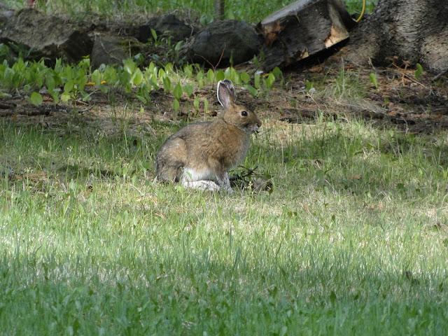 visitor at The Camellia Thunder Bay