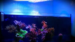 Planning a Reef Aquarium Tank