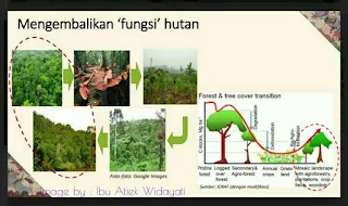 hutan lestari caranya bagaimana, apa arti hutan, apa arti deforestasi, apa arti degradasi, bagaimana agar tidak terjadi perubahan iklim,