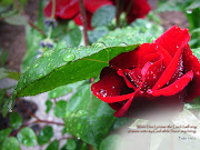 Red Rose Wallpapers 02 (red rose wallpapers)