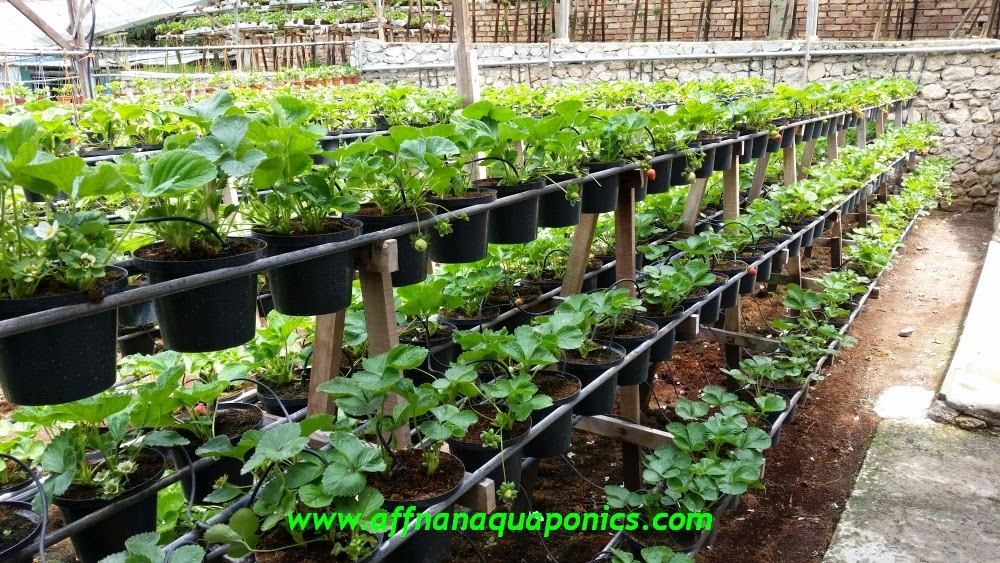 Affnan's Aquaponics: June 2014