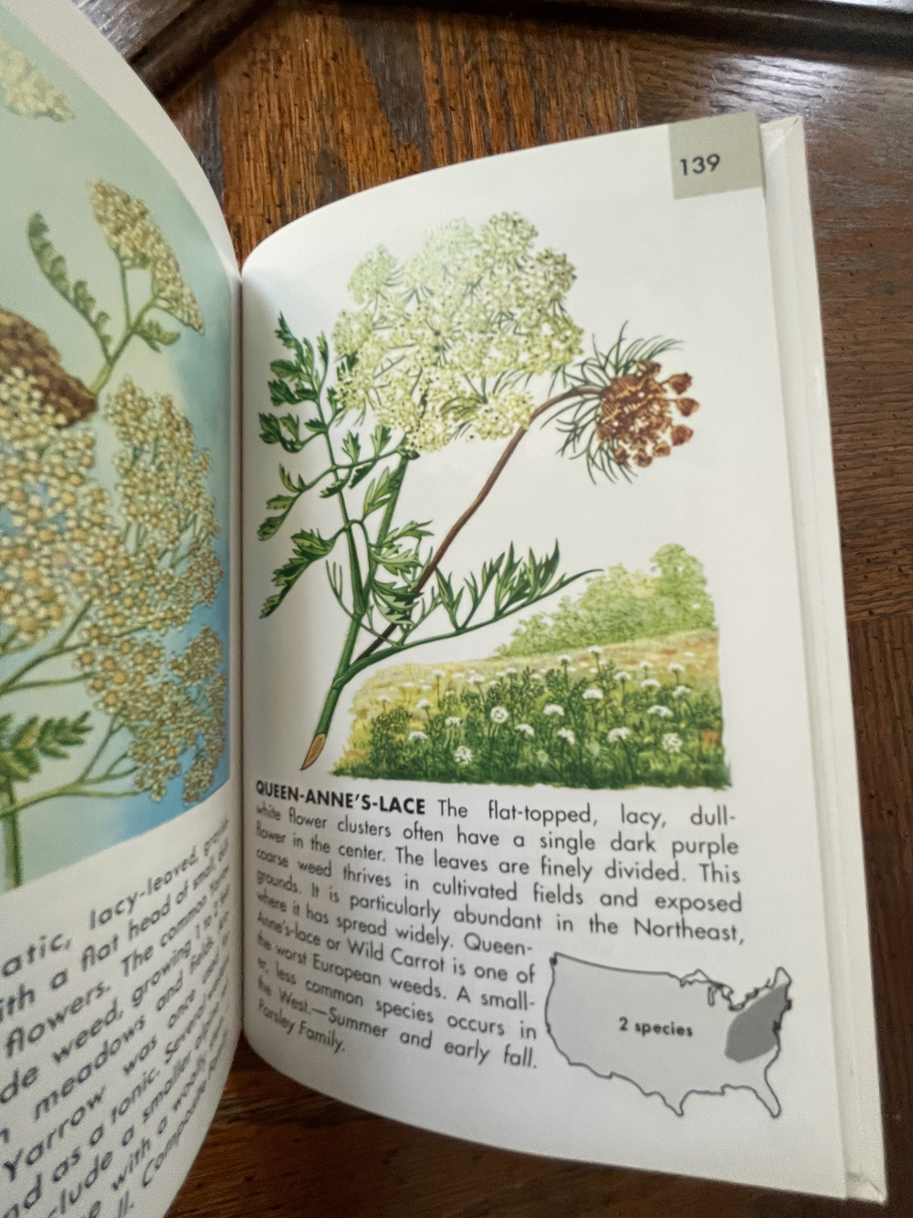 Queen Anne's Lace in Wildflowers: A Guide to Familiar American Flowers by Herbert S. Zim and Alexander C. Martin