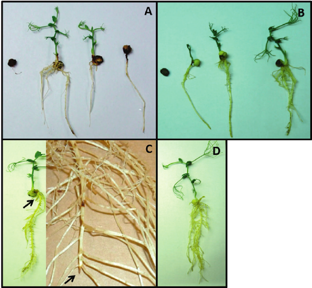 Image showing root rot chart