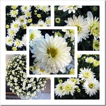 Chrysanthemen