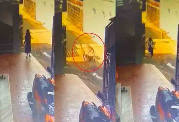 Five Year old Girl Escaped From Stray Dogs Attack, Kannur, News, Stray Dogs, Attack, Student, Hamda, Malayalam News, Child, Kerala