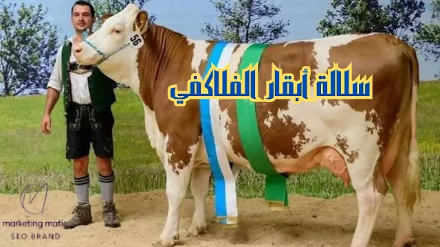 سلالة أبقار الفلاكفي