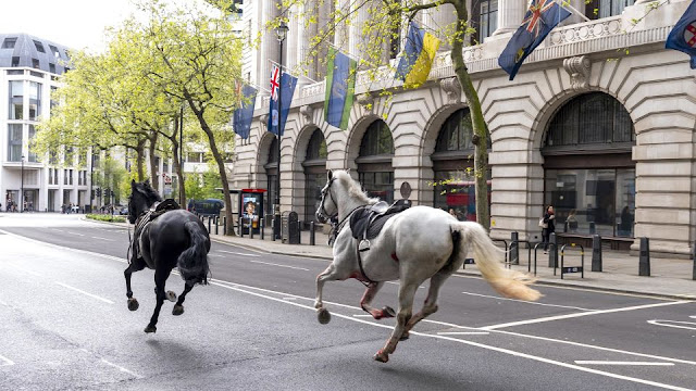 Runaway Royal Horses Spark Panic Near Buckingham Palace