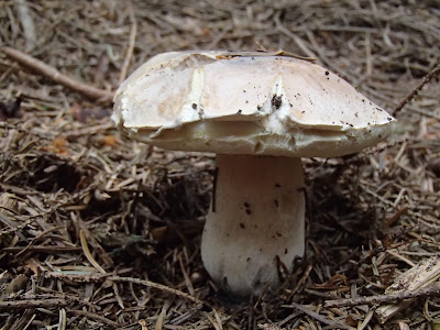 Orawa, Lipnica Wielka, Babia Góra, grzybobranie na Orawie, grzyby sierpniowe, borowik szlachetny, Boletus edulis