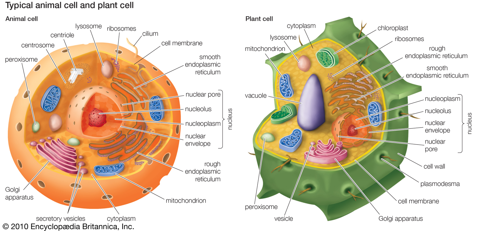 Cuthbert - 7th Grade Science Day to Day: Comparing Plant and Animal Cells