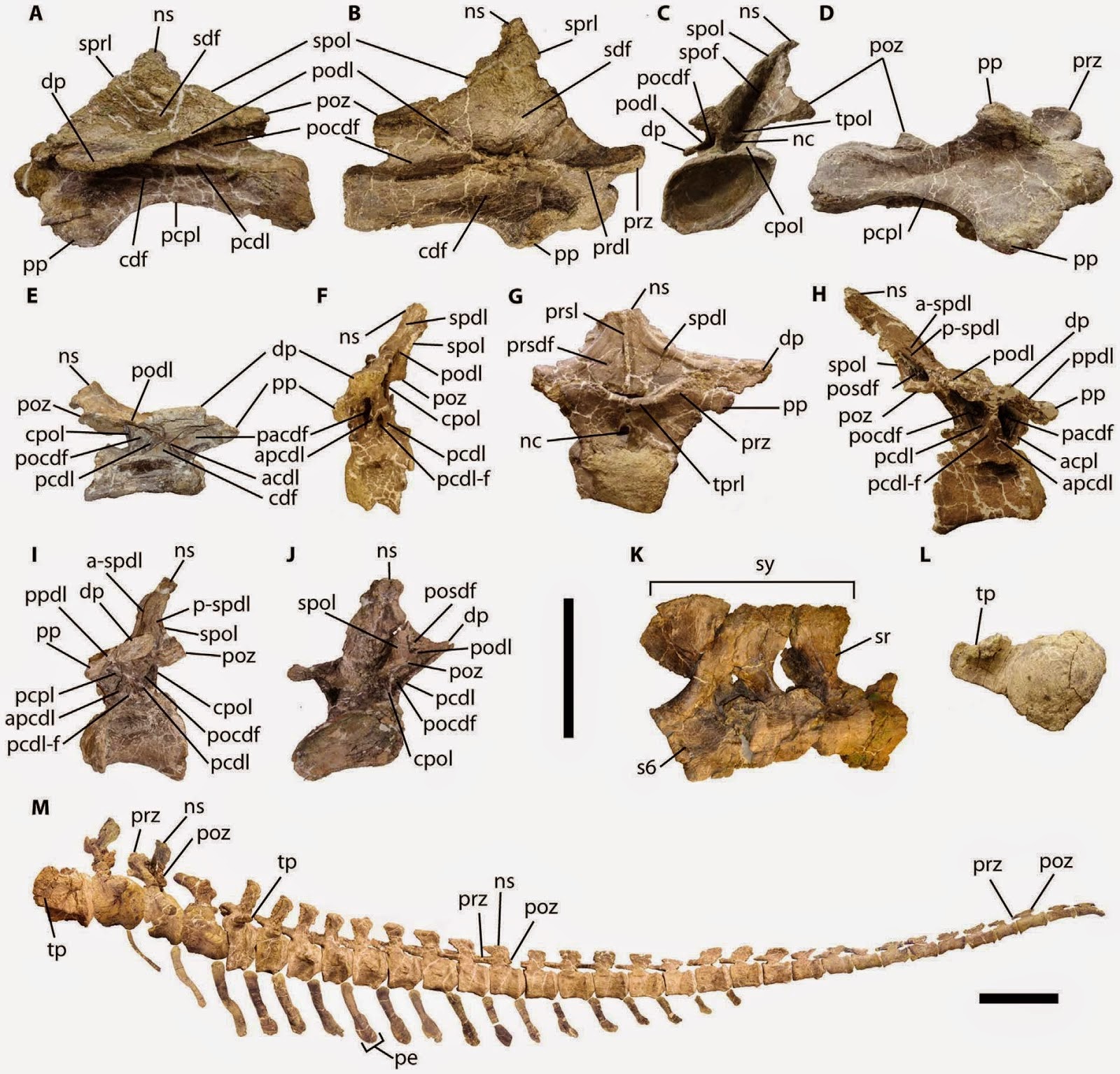 http://sciencythoughts.blogspot.co.uk/2014/09/the-nearly-complete-skeleton-of-two.html