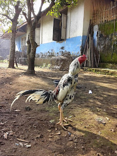 Jual ayam Bangkok, ayam Bangkok pukul lari, ayam Bangkok istimewa, ternak ayam Bangkok super, ayam Bangkok super, ayam Bangkok jawara, ayam Bangkok istimewa 2015, ayam Bangkok F1, ayam Bangkok bandung, ayam Bangkok Surabaya, ayam Bangkok semarang, ayam Bangkok Jogjakarta, ayam Bangkok Jakarta, ayam Bangkok Bekasi, ayam Bangkok tretes, ayam Bangkok malang, ayam Bk ori, ayam adu jawara bandung