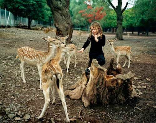 Fawn