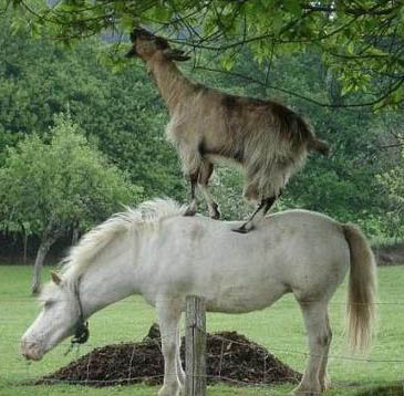 horse and goat teamwork