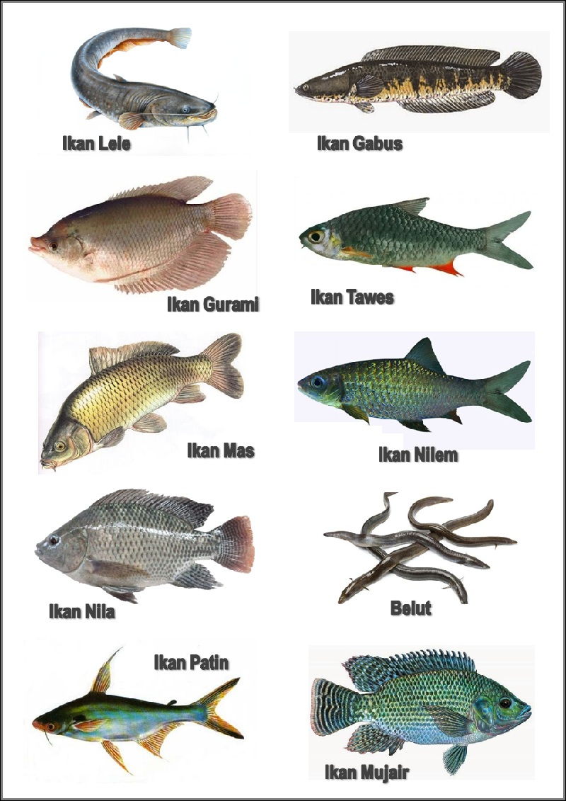 Nama Latin dan Ilmiah Ikan Air Tawar dan Air Laut dan Air 