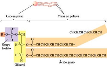 Resultado de imagen de fosfolipido