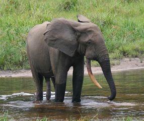 เห็นช้างขึ้อย่าขึ้ตามช้าง แต่ที่ Kenya ขึ้ช้างมีค่าเกินคาดคิด
