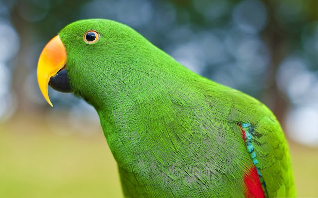 Green Parrot Wallpapers HD