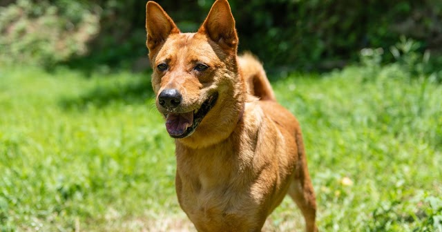 Conheça o Vira-lata: A raça mais brasileira de todas e saiba tudo sobre esses cachorros cheios de amor e personalidade