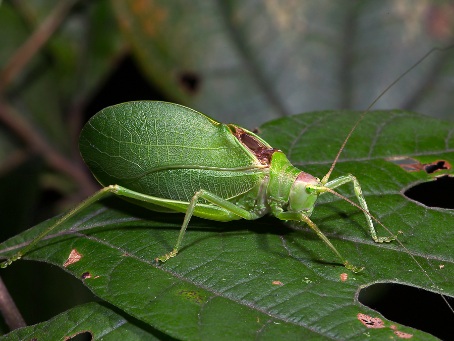  Belalang  Daun  Katydid Octa Cinta Serangga