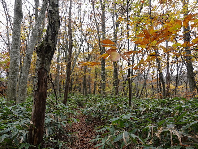 大休峠への道で大山の紅葉の森