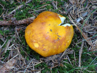 Russula ochroleuca DSC122648