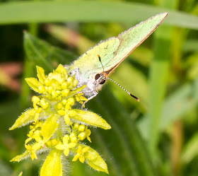 Green Hairstreak, Callophrys rubi, on Crosswort, Cruciata laevipes.  High Elms Country Park, 15 May 2014.