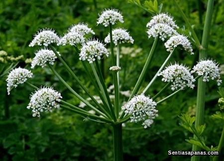 Hemlock water-dropwort