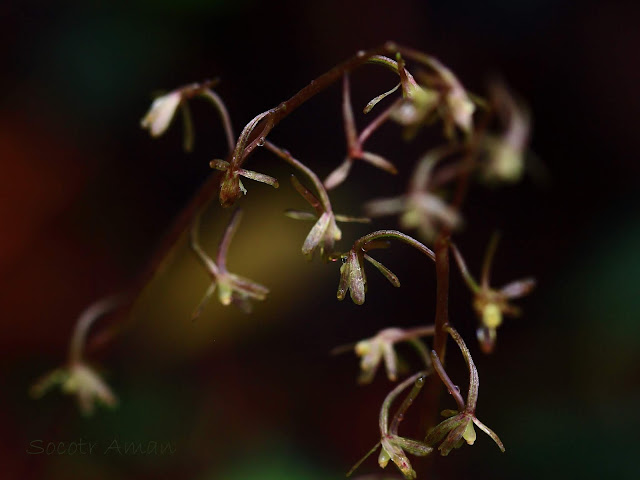 Tipularia japonica