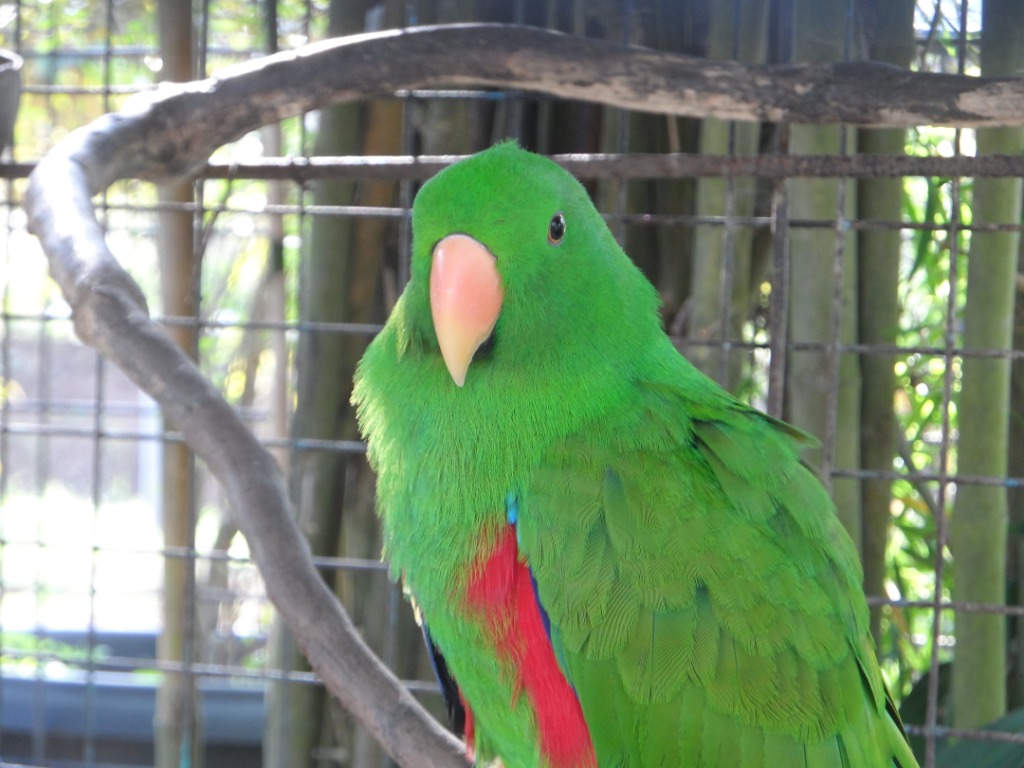 BURUNG-BURUNG LANGKA DAN DILINDUNGI