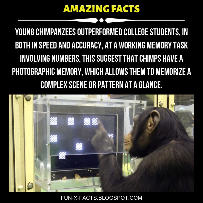 Chimps beat humans in memory test. Amazing WTF Facts.