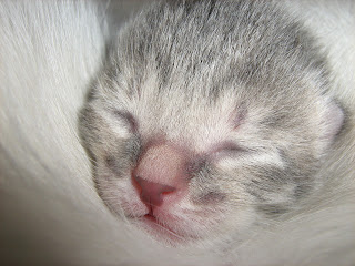 Newborn Smoky Kitten