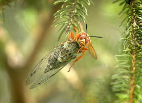 A cicada killer wasp holding a cicada.