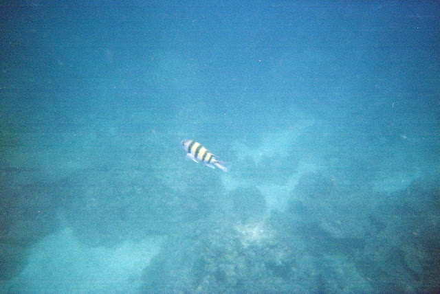 Snorkelling in Thailand 