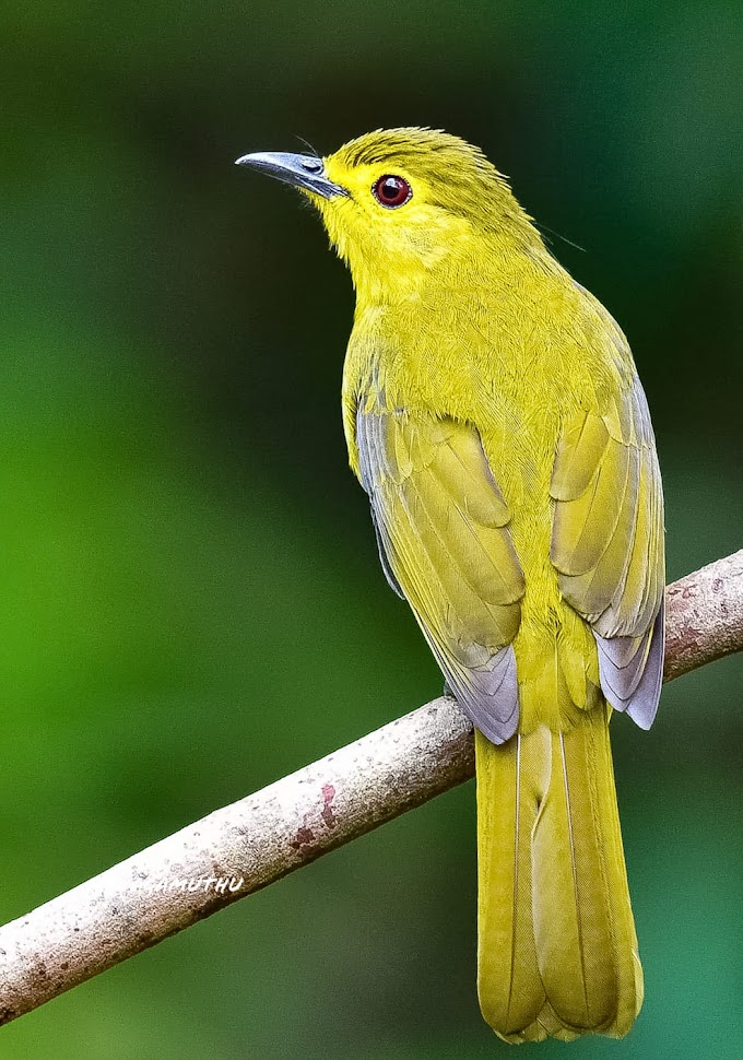 Yellow-browed bulbul, Kallar