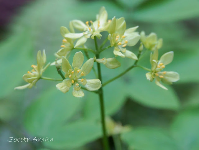 Caulophyllum robustum