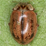 Aphidecta-obliterata-05