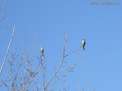 Cotorra monje (Myiopsitta monachus)