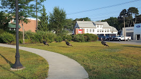 part of the flock of wild turkeys seen in the Four Corners area