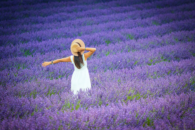 Valensole-Campi di lavanda al tramonto