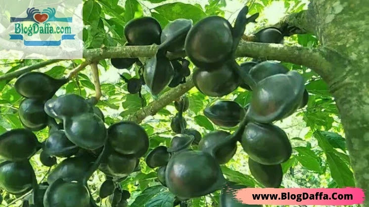 Cara Menanam Jengkol di Rumah untuk Pemula Cara Menanam Jengkol di Rumah untuk Pemula