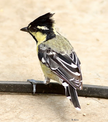 Indian Yellow Tit