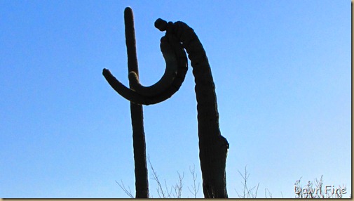 Sonoran NP west_083