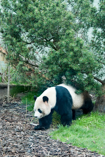 panda at Edinburgh Zoo Scotland