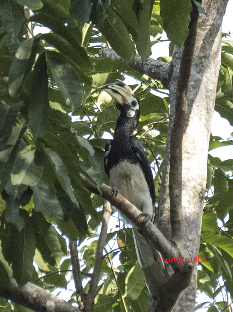 Oriental pied hornbill (Anthracoceros albirostris)