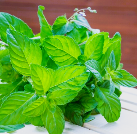 Holy basil of benefits 