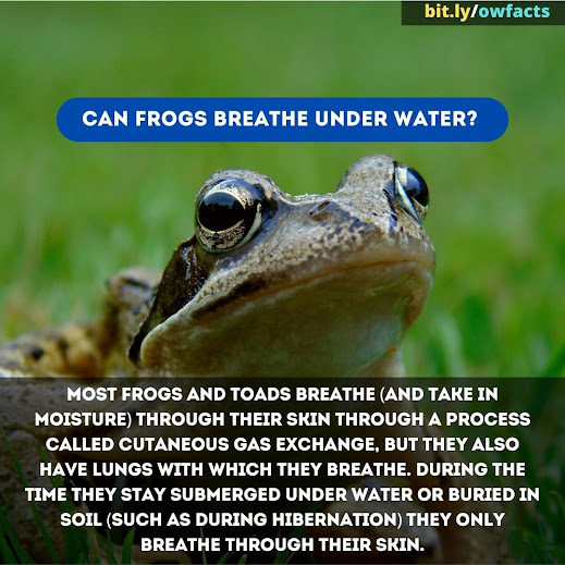 WTF Fun Facts: Can frogs breathe under water?