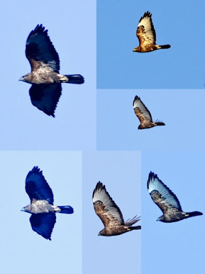 Common Buzzard   Buteo buteo