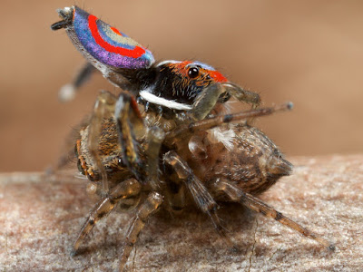 Vers le haut image araignée paon 150400-Image araignée paon