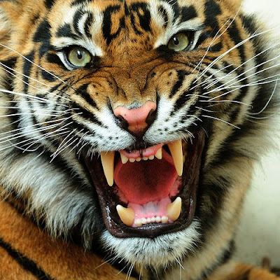 Angry Tiger Face Picture